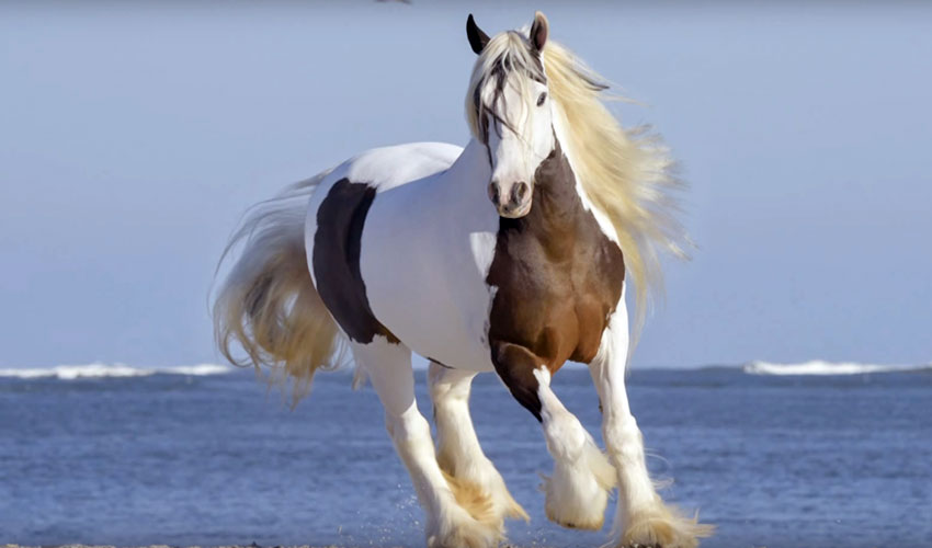 caballo Gypsy Vanner