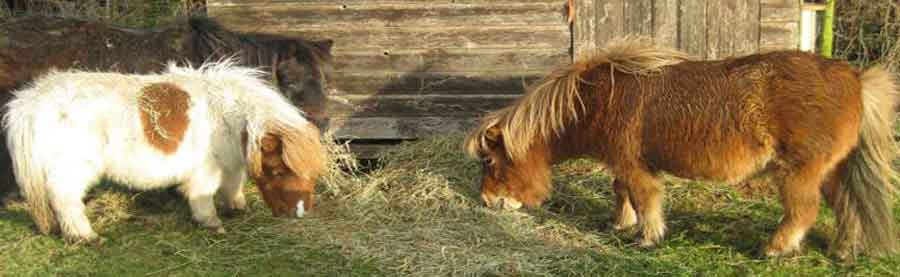HENO PARA CABALLOS pastos hierva alfalfa y forraje la alimentación del caballo