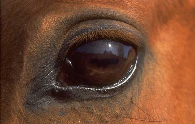 ojo caballo