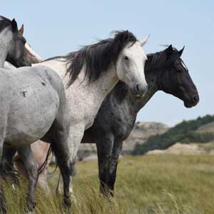 La manada de caballos: relaciones sociales y jerarquías