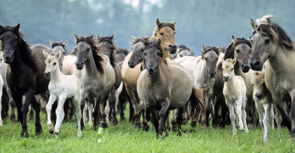 caballos en manada