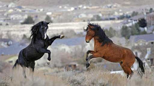 caballos peleando en manada