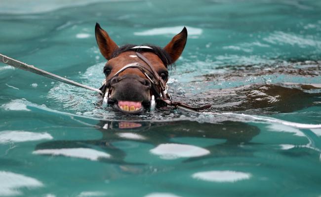 caballo en la piscina 2