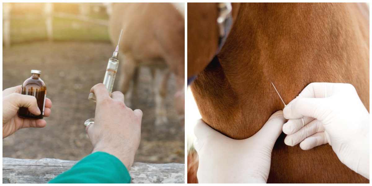 Inyecciones para caballos: aprendamos a ponerlas