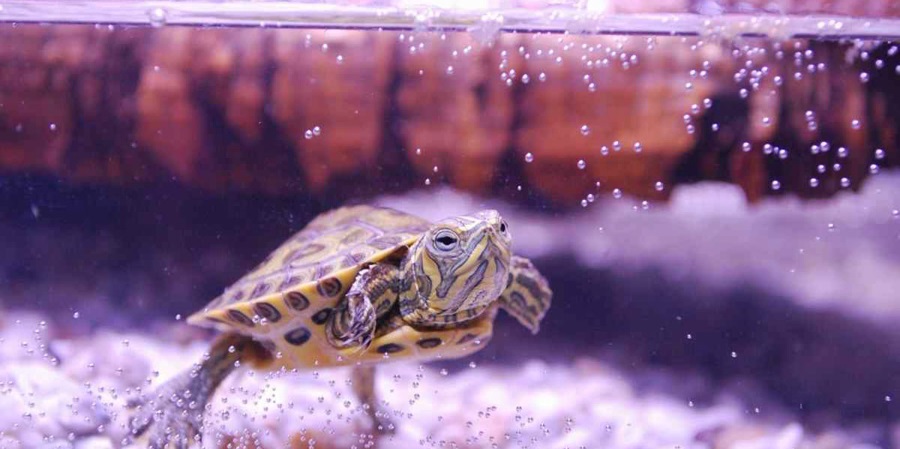 ¿Qué sucede cuando las tortugas de agua hibernan?