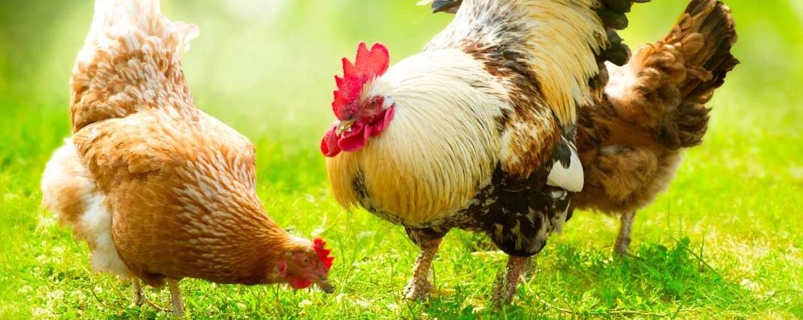 ¿Quieres salvar razas de pollos raras? Así es como puedes hacerlo