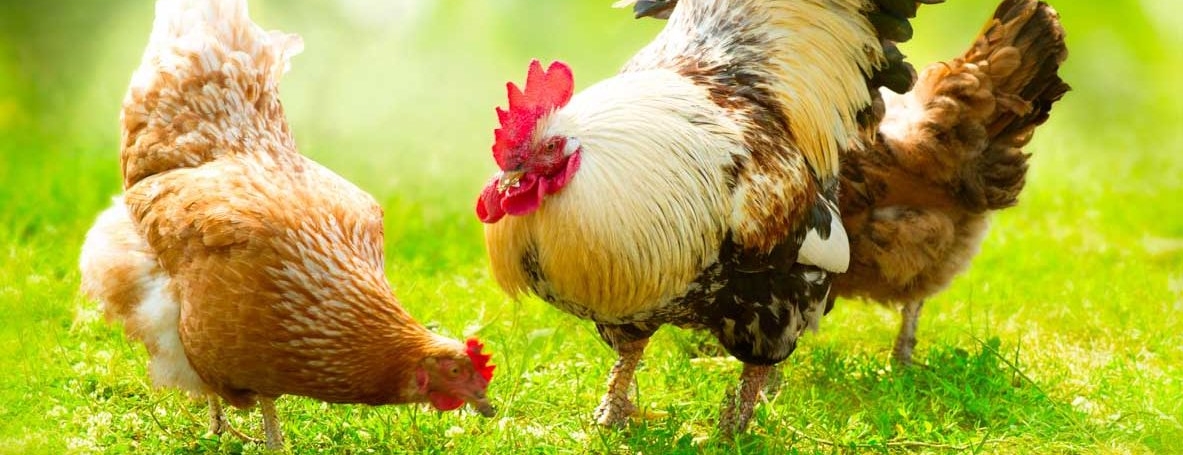 ¿Quieres salvar razas de pollos raras? Así es como puedes hacerlo