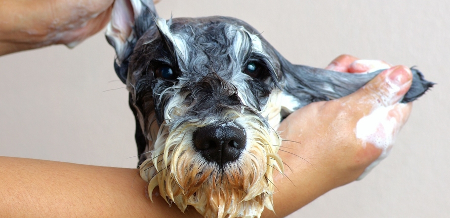 feature-shampoo-naturale-per-cani.jpg