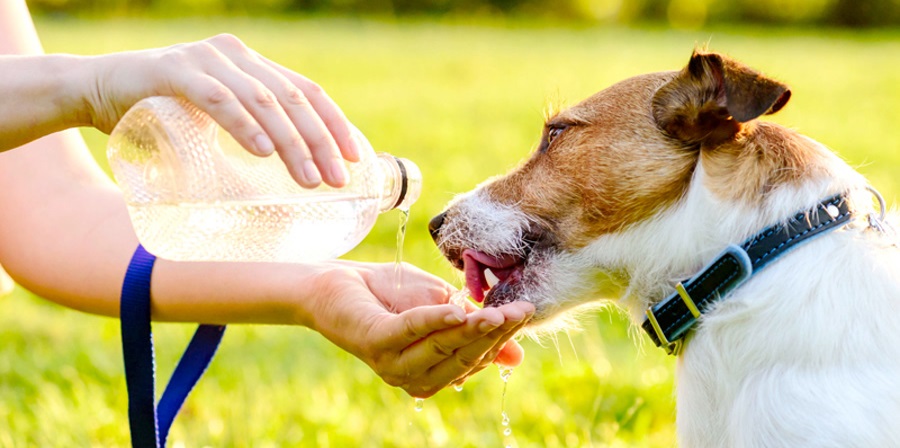 La importancia de la hidratación en perros