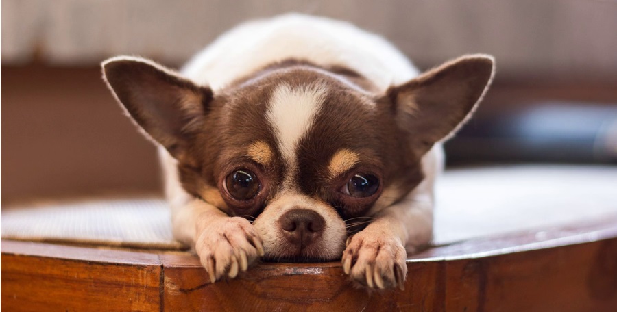 Las 5 características distintivas del Chihuahua