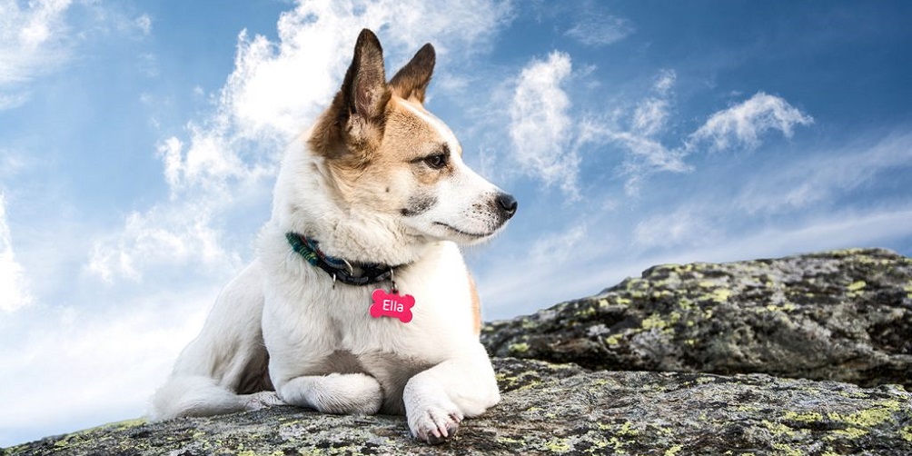 Las 5 mejores placas de identificación canina de 2021