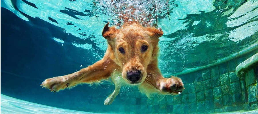 Perros y natación: chalecos salvavidas para perros