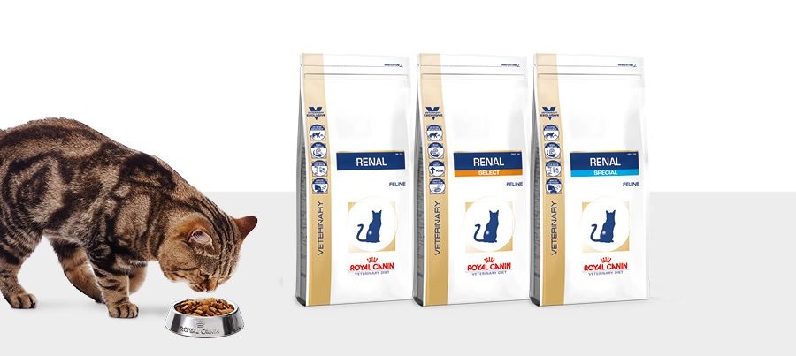 Royal Canin Renal comida para gatos- Revisión