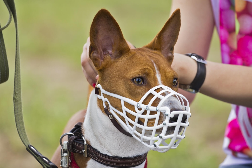 Medianos y Grandes Galaxer Bozal Anti-Mordedura Ajustable para Mascota Perro Bozal de Malla Transpirable Seguridad Cómodo Dog Muzzel Multi-Tamaño para Perros Pequeños