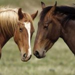 Mitos y verdades sobre los caballos salvajes
